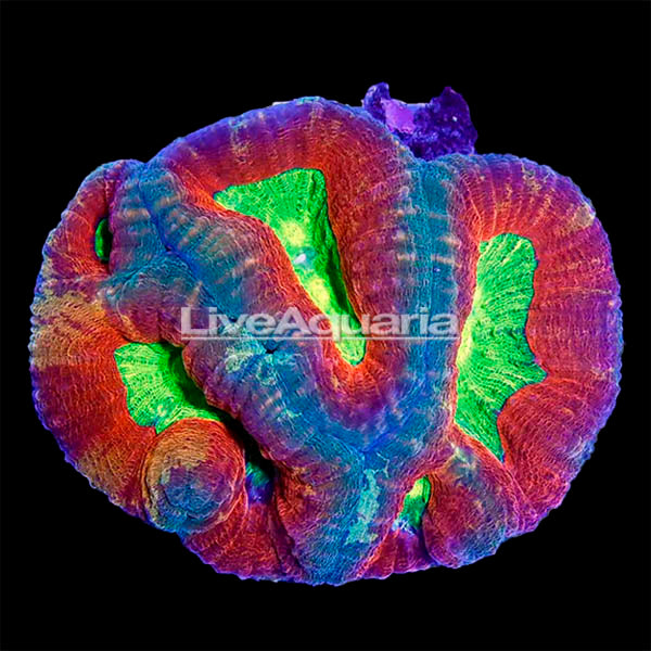 Brain Coral, Lobophyllia