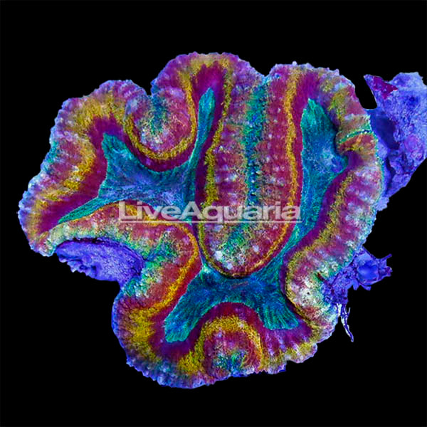 Brain Coral, Lobophyllia