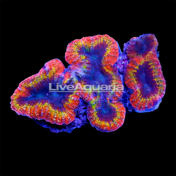 Brain Coral, Lobophyllia