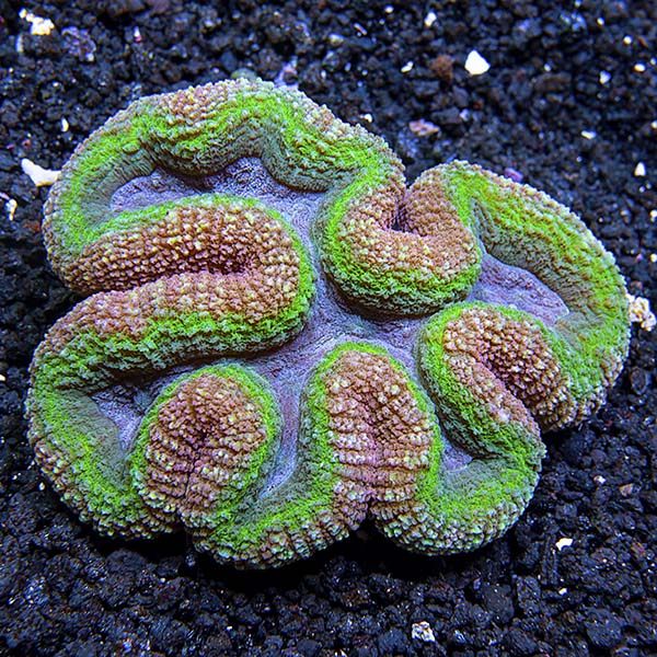 Symphyllia Brain Coral, Colored