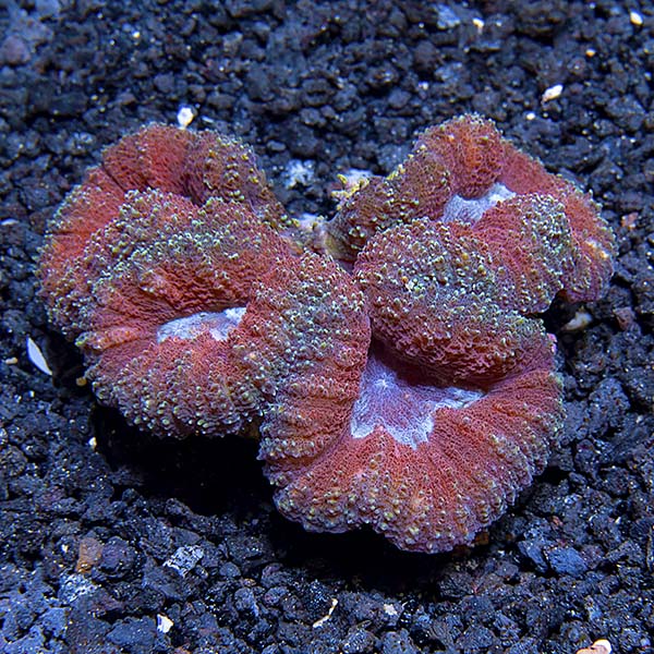 Symphyllia Brain Coral, Colored