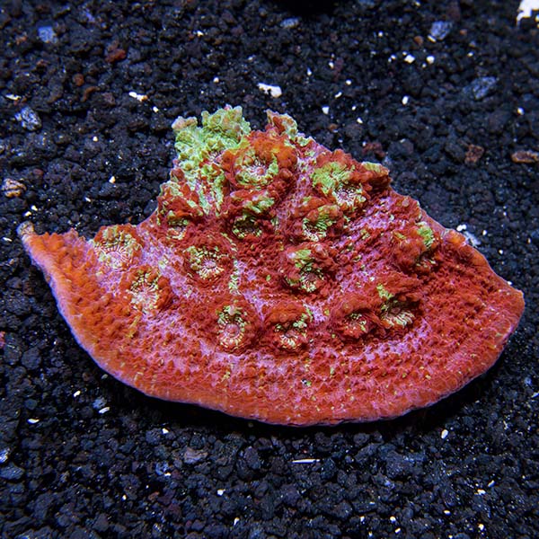Chalice Coral, Ultra