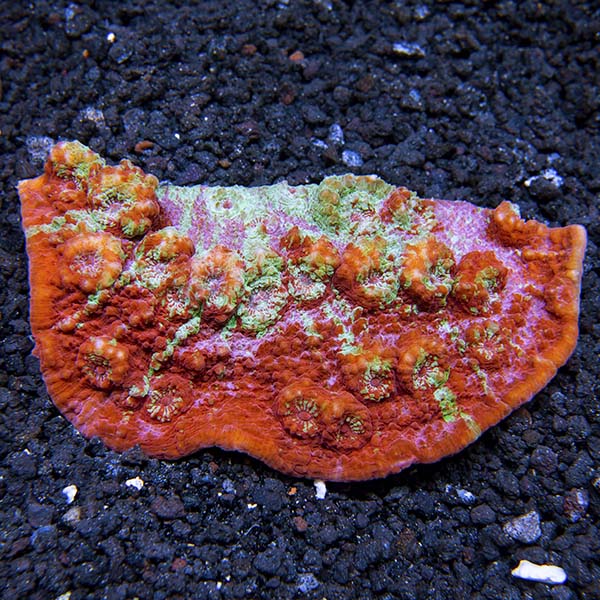 Chalice Coral, Ultra