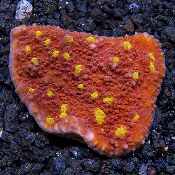 Chalice Coral, Ultra