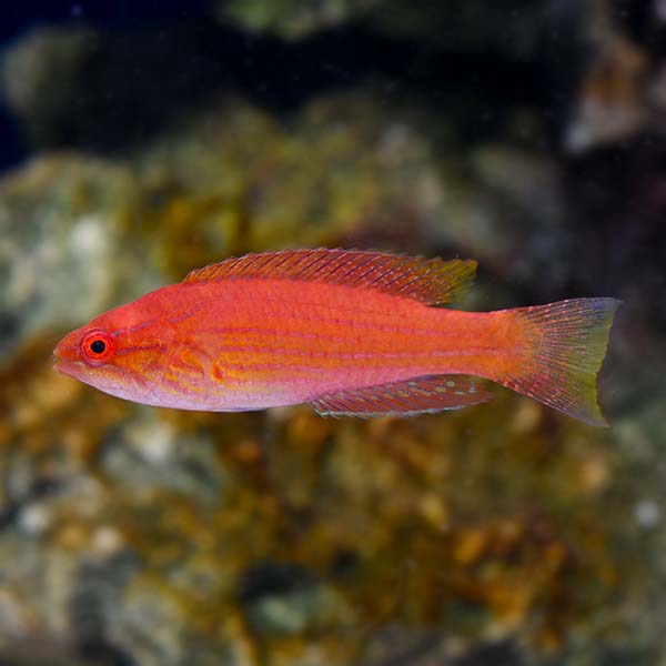 Royal Flasher Wrasse