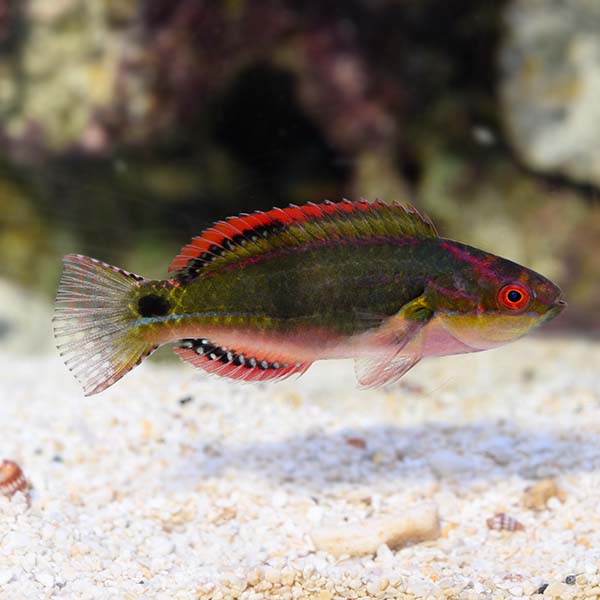 Exquisite Wrasse