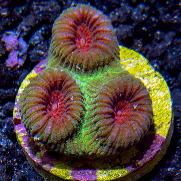 Premium Aquacultured Brain Coral Packs
