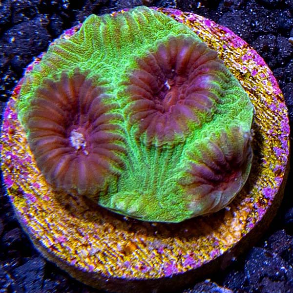 Premium Aquacultured Brain Coral Packs