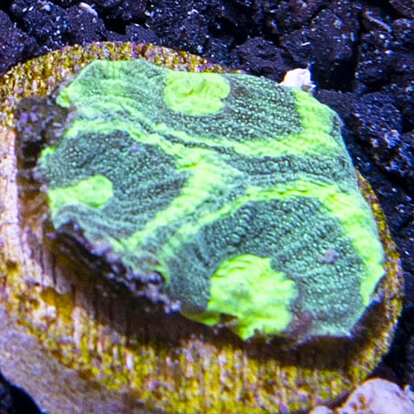 Premium Aquacultured Brain Coral Packs