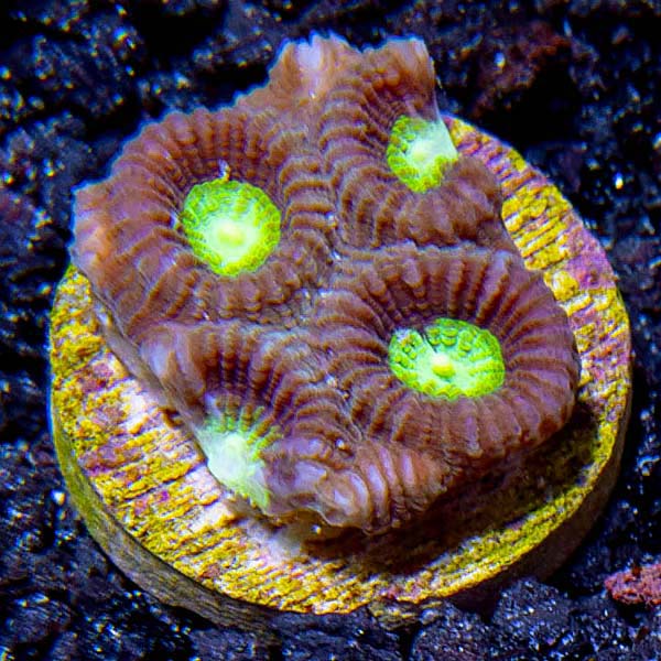 Premium Aquacultured Brain Coral Packs