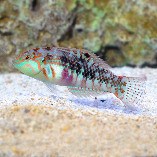 Nebulous Wrasse