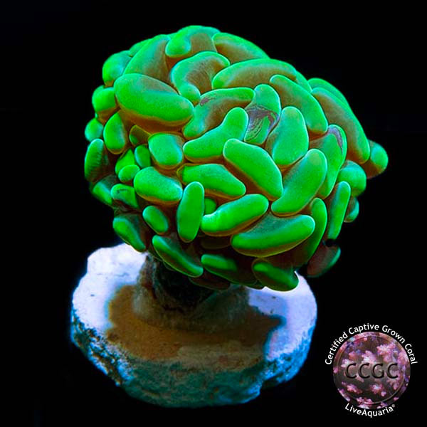 LiveAquaria® CCGC Aquacultured Coral Frag 3 Pack, Froggy