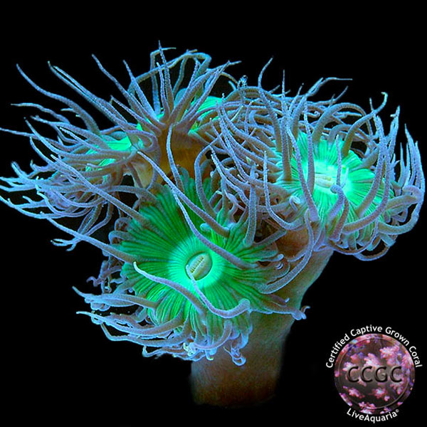 LiveAquaria® CCGC Aquacultured Coral Frag 3 Pack, Froggy