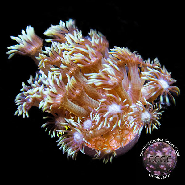 LiveAquaria® CCGC Aquacultured Coral Frag 3 Pack, Piper