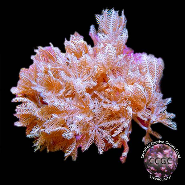LiveAquaria® CCGC Aquacultured Coral Frag 3 Pack, Cheerleader