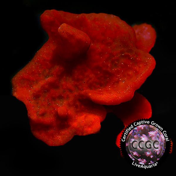 LiveAquaria® CCGC Aquacultured Coral Frag 3 Pack, Cheerleader