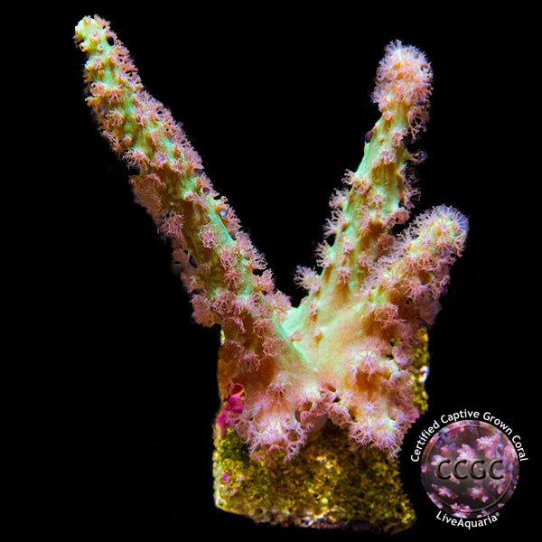 LiveAquaria® CCGC Aquacultured Coral Frag 3 Pack, Cheerleader