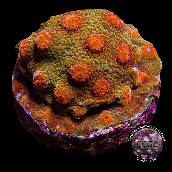 LiveAquaria® CCGC Aquacultured Coral Frag 3 Pack, Rainbow
