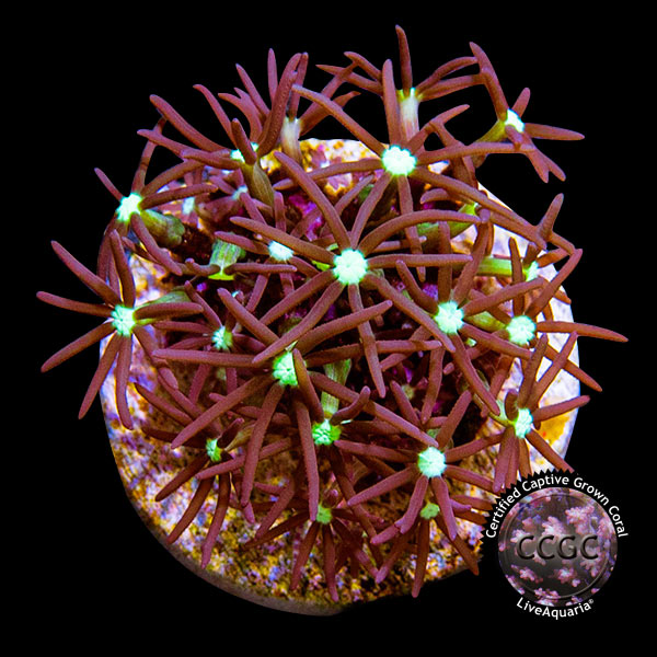 LiveAquaria® CCGC Aquacultured Coral Frag 3 Pack, Star