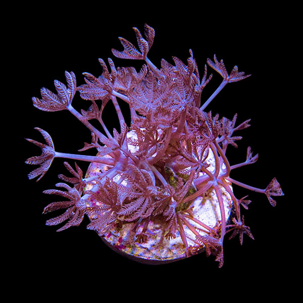 Coral Frag 3 Pack, Blue Edition