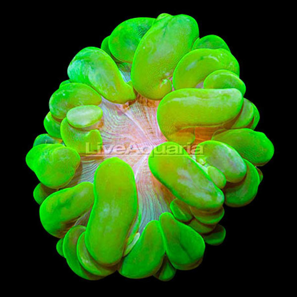 LiveAquaria® Coral Frag 3 Pack, Bubbly Edition
