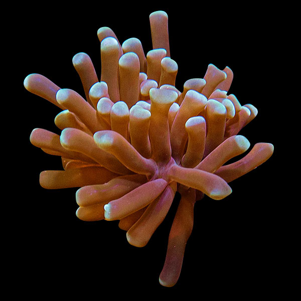 LiveAquaria® Coral Frag 3 Pack, Bubbly Edition