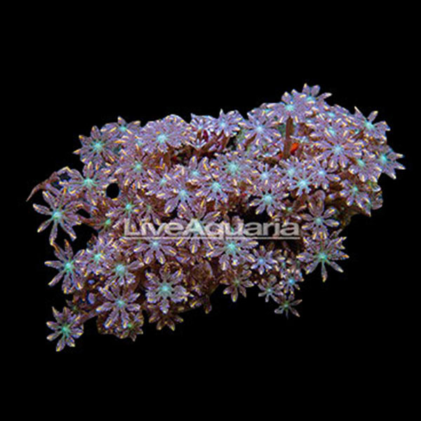 Coral Frag 3 Pack, Houdini Edition