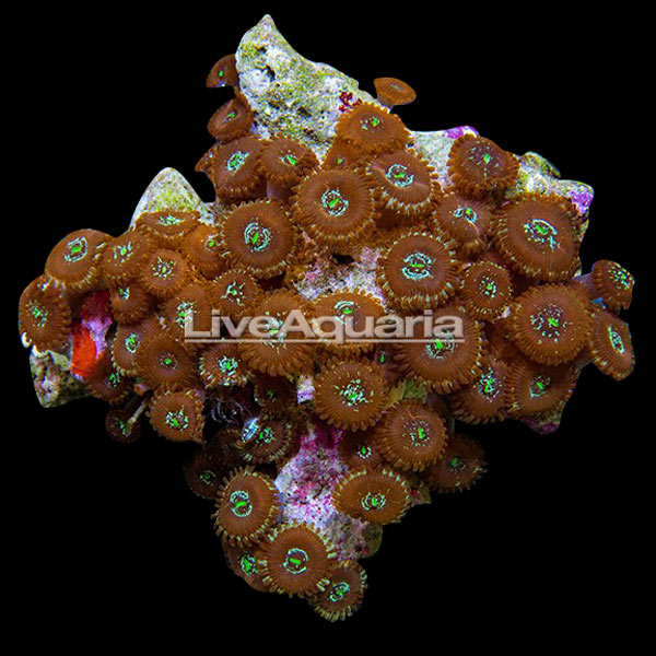 Coral Frag 3 Pack, Houdini Edition