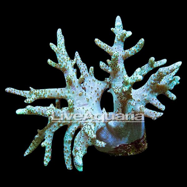 Coral Frag 3 Pack, Houdini Edition