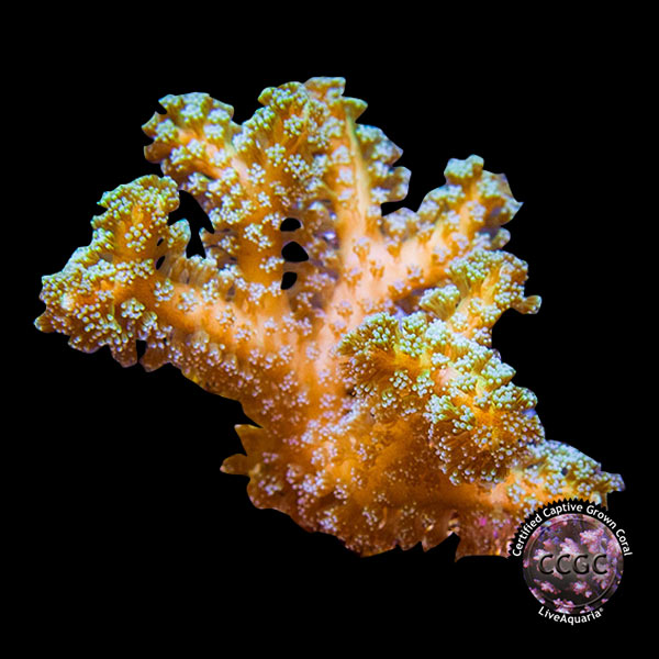 LiveAquaria® CCGC Aquacultured Coral Frag 3 Pack, Orange Edition
