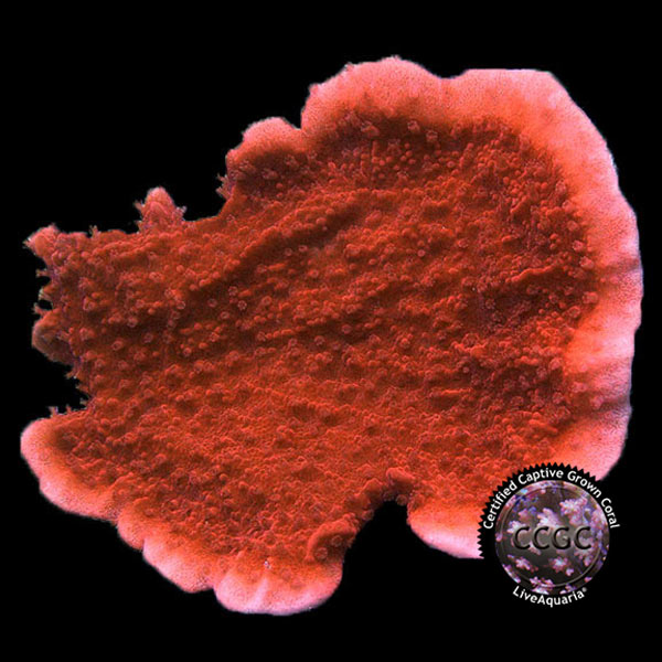 LiveAquaria® CCGC Aquacultured Coral Frag 3 Pack, Orange Edition