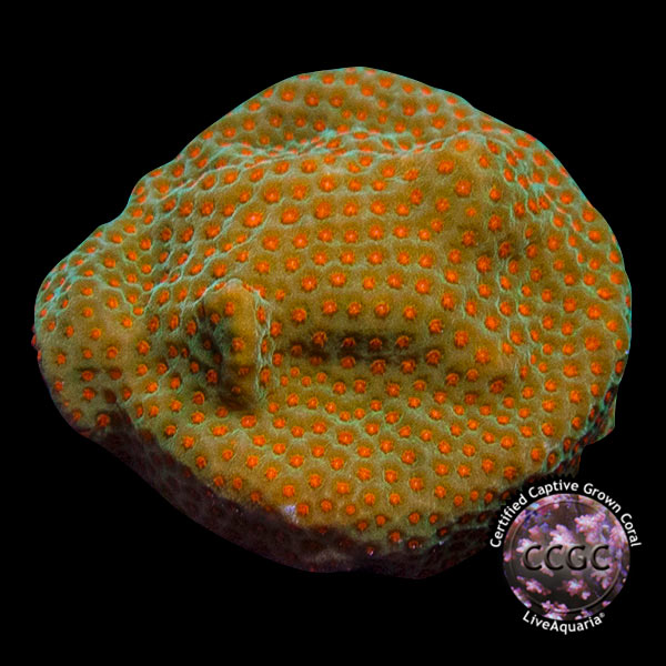 LiveAquaria® CCGC Aquacultured Coral Frag 3 Pack, Orange Edition