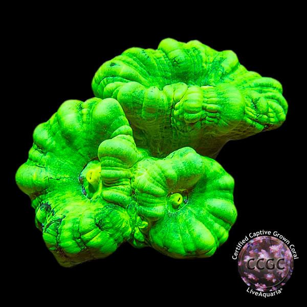 LiveAquaria® CCGC Aquacultured Coral Frag 3 Pack, Neon Edition