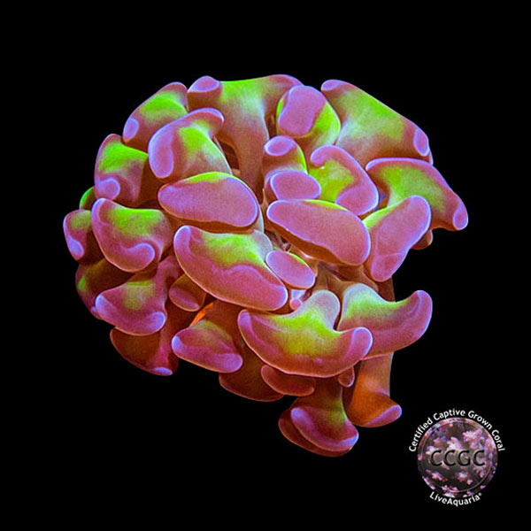 LiveAquaria® CCGC Aquacultured Coral Frag 3 Pack, Neon Edition