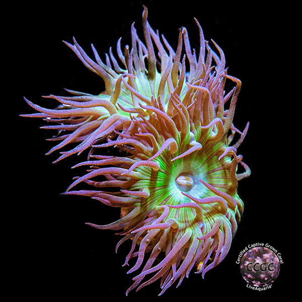 LiveAquaria® CCGC Aquacultured Coral Frag 3 Pack, Neon Edition