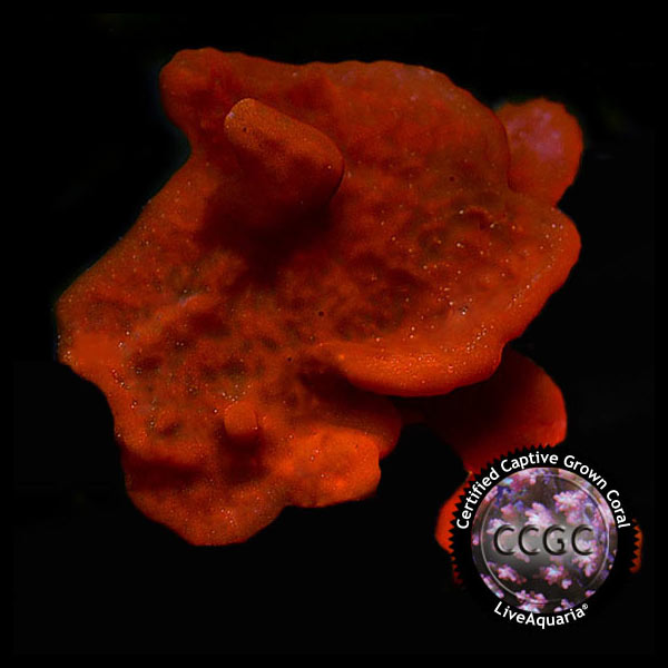 LiveAquaria® CCGC Aquacultured Coral Frag 3 Pack, Summer Edition