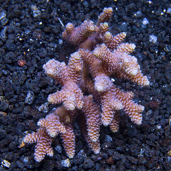 Acropora millepora - Bali Aquacultured