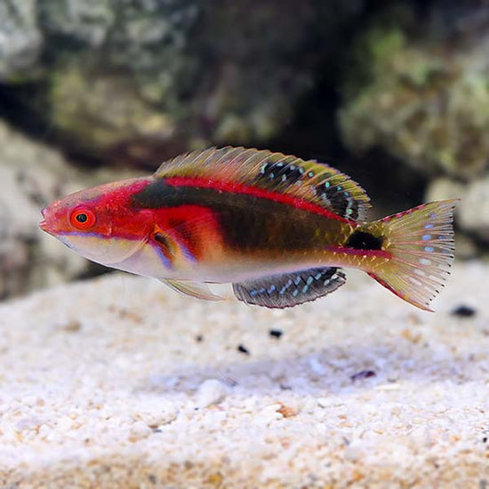 Exquisite Fairy Wrasse - Reef Safe: Saltwater Aquarium Fish for Marine ...