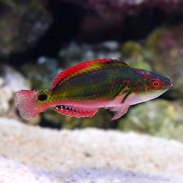Exquisite Wrasse
