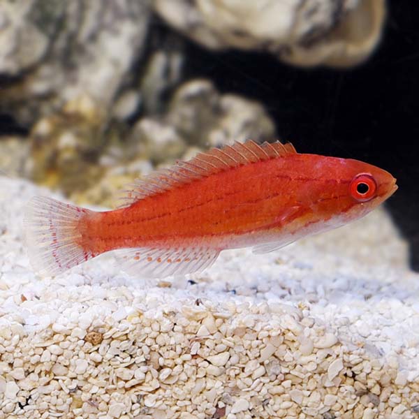 Carpenter's Flasher Wrasse