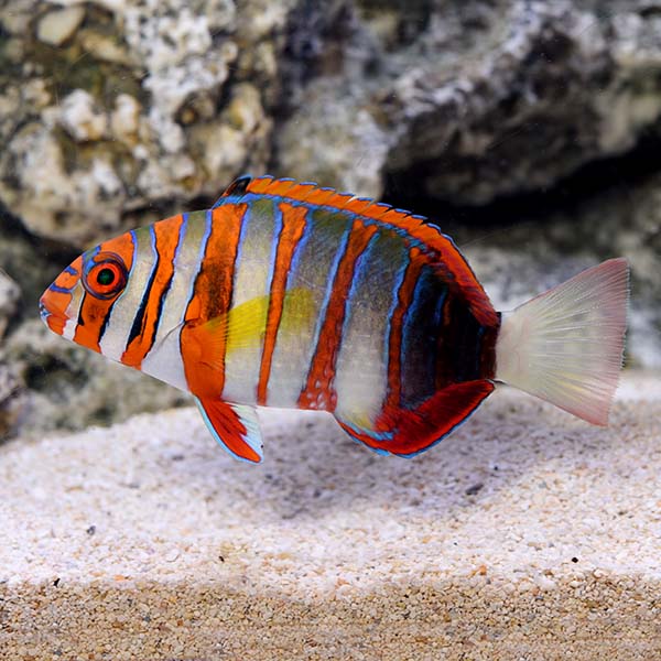 Harlequin Tusk - Australia