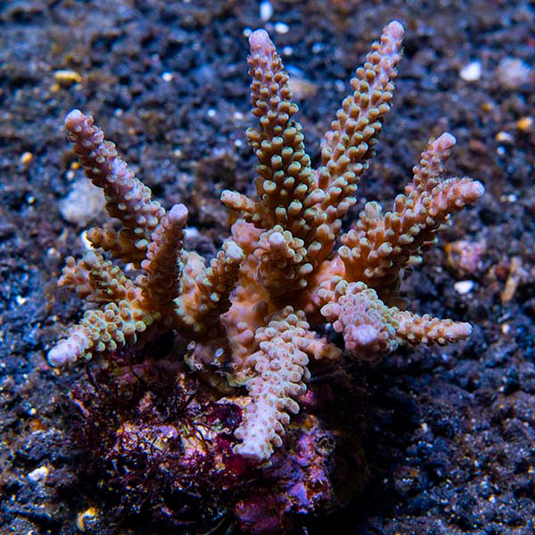 Acropora parilis
