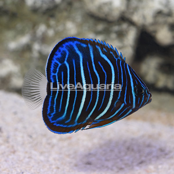 Annularis Angelfish