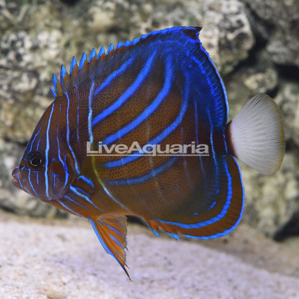Annularis Angelfish