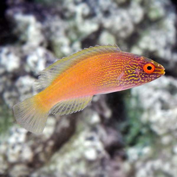 Golden Rhomboidalis Wrasse