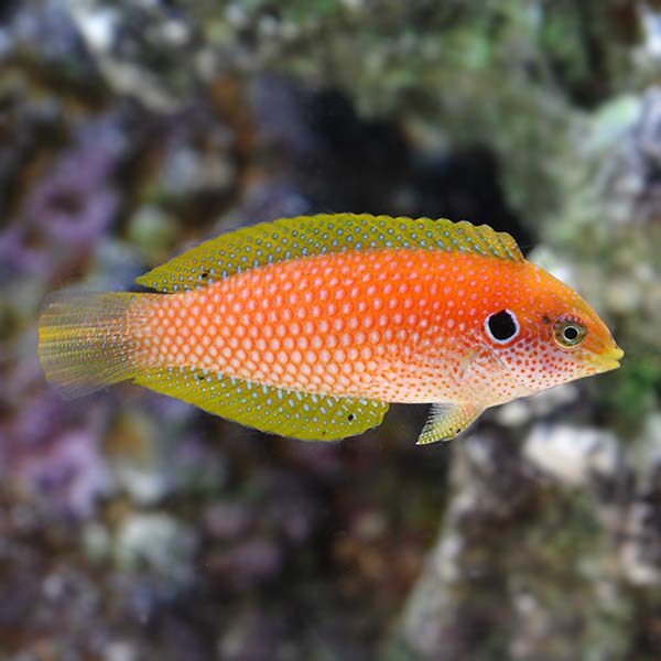 Kuiter's Leopard Wrasse EXPERT ONLY