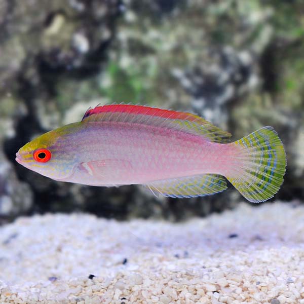 Pink Margin Wrasse