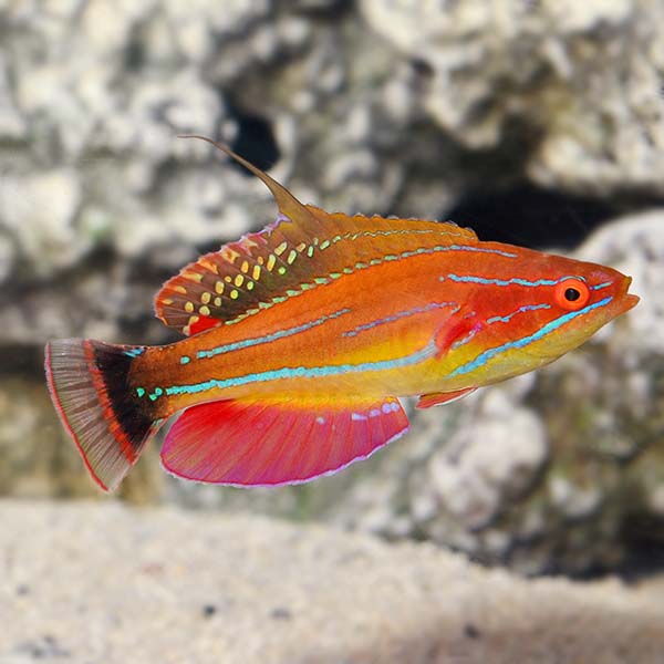 McCosker's Flasher Wrasse, Male