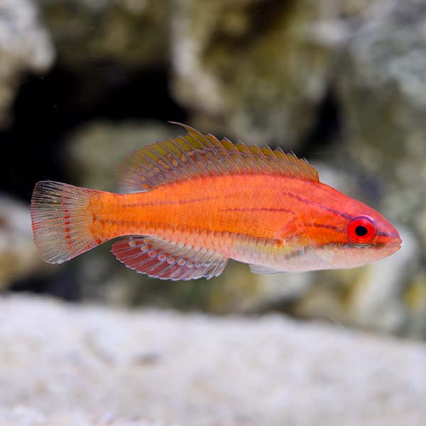 McCosker's Flasher Wrasse, Male