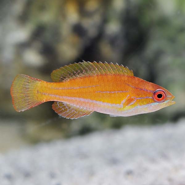 McCosker's Flasher Wrasse, Male